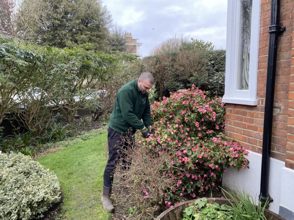 Preparing Gardens in Abbey Wood SE2 for the Winter Season