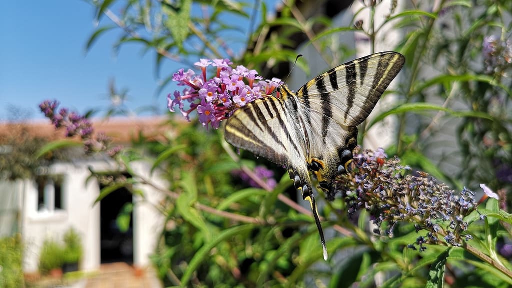 Butterfly Bush for More Pollinators Butterfly Bush for More Pollinators