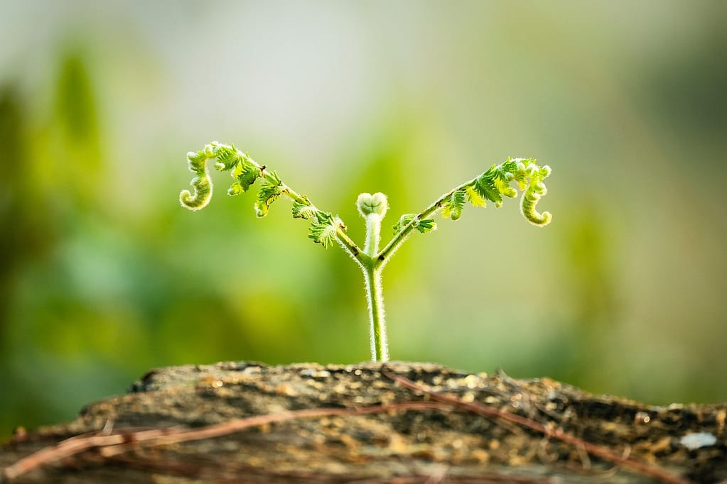 Before Fertilization, The Basics of Scarification and Aeration Before Fertilization, The Basics of Scarification and Aeration