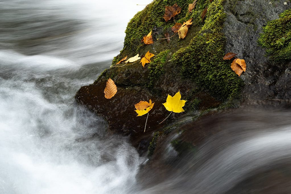 Key Considerations for Planting During Autumn Key Considerations for Planting During Autumn