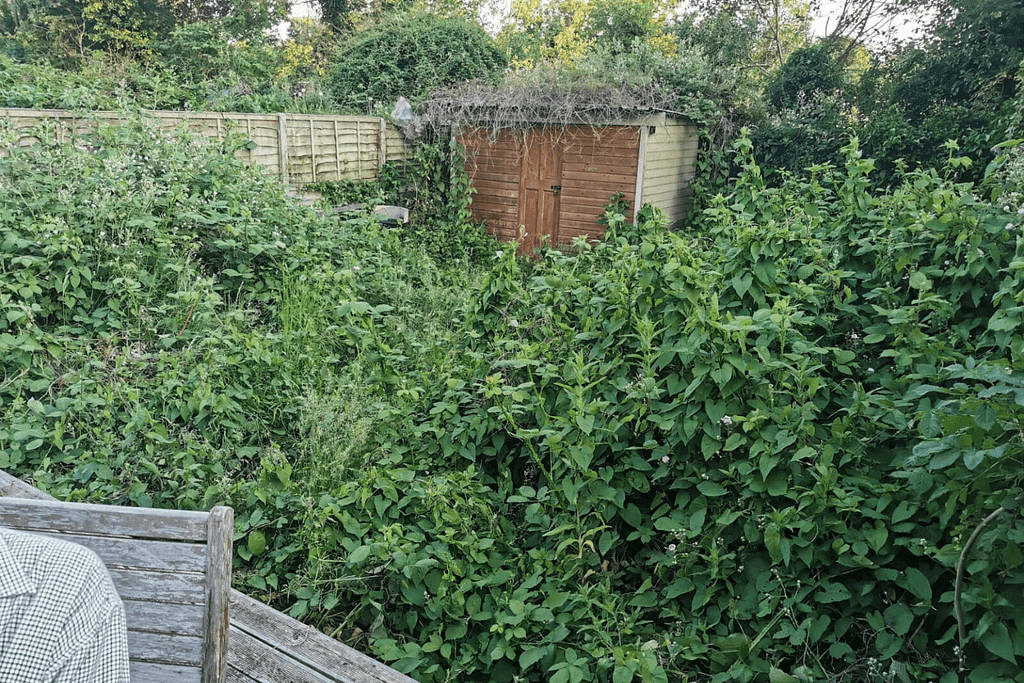 before garden clearance in garden SE London