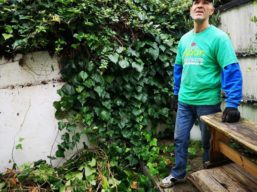 garden ivy experts Peckham