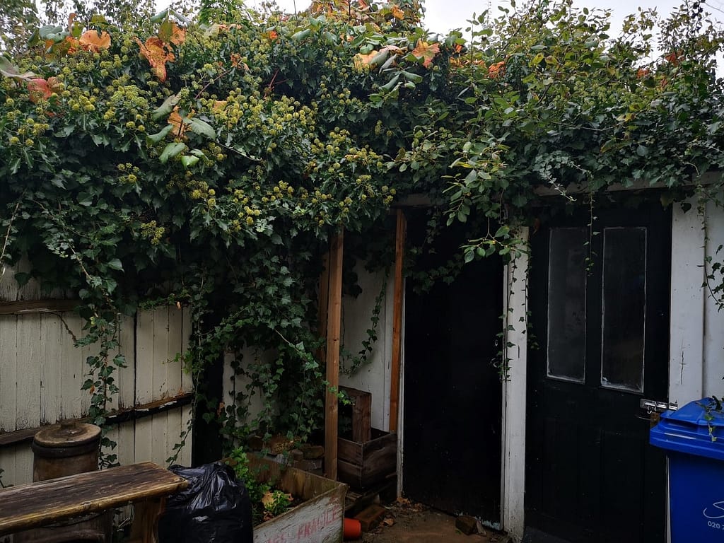 garden ivy maintenance Peckham