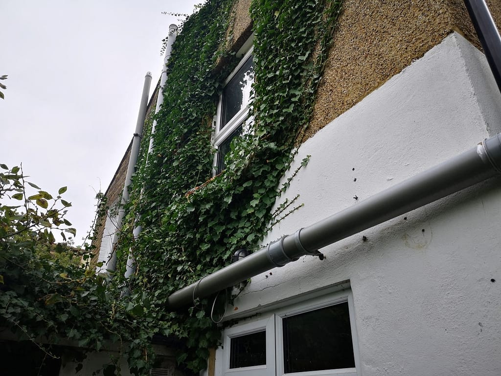 garden ivy maintenance service Peckham