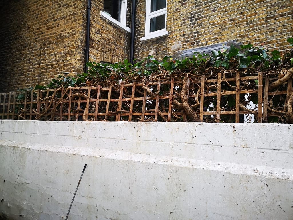 garden ivy pruning Peckham