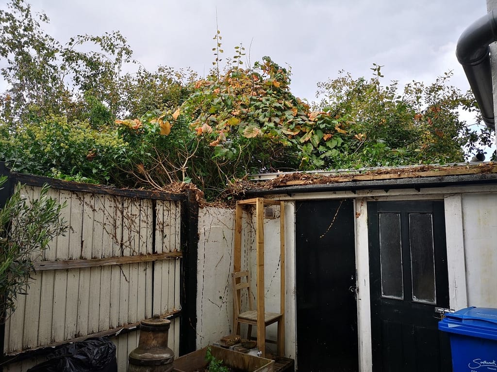 garden ivy pruning service Peckham