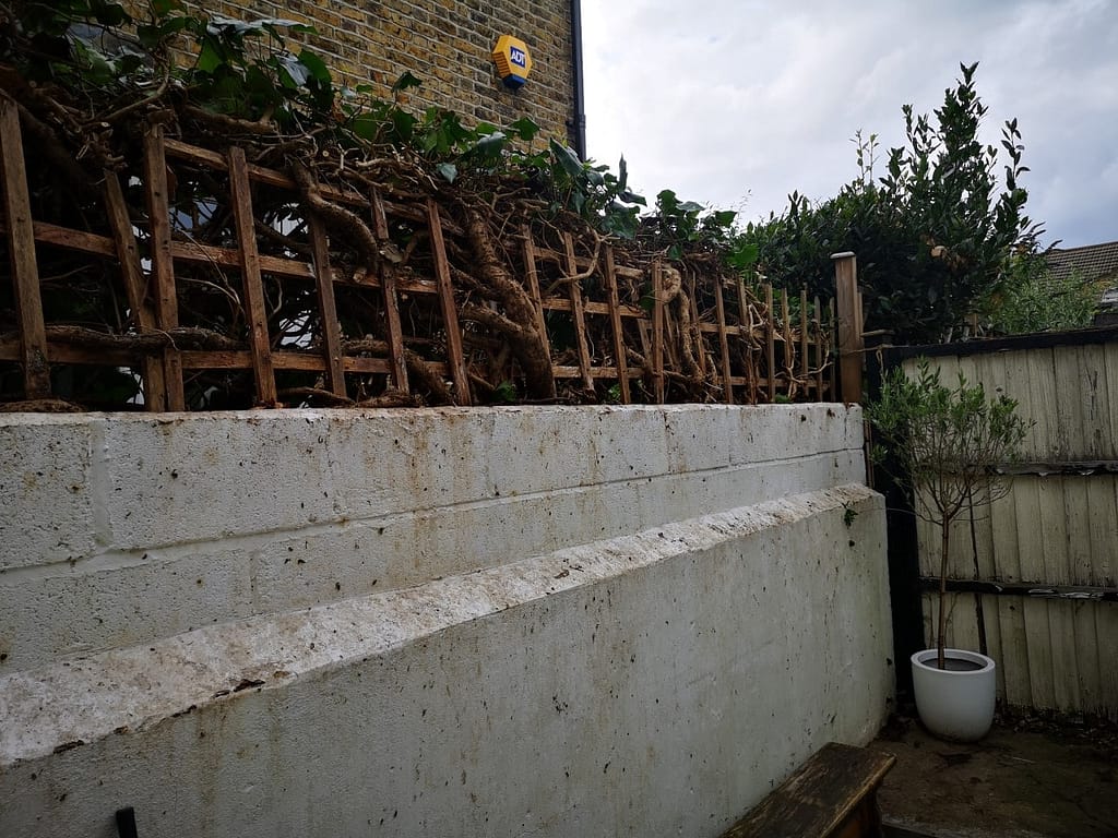 ivy trimming Peckham