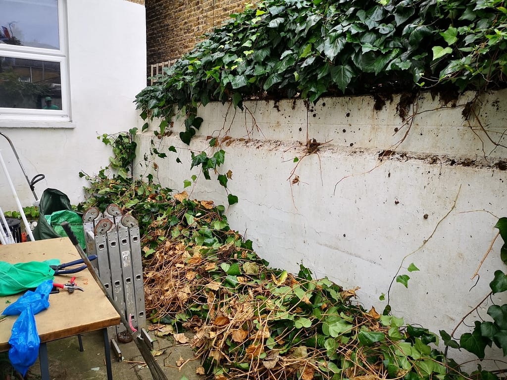 ivy trimming service Peckham