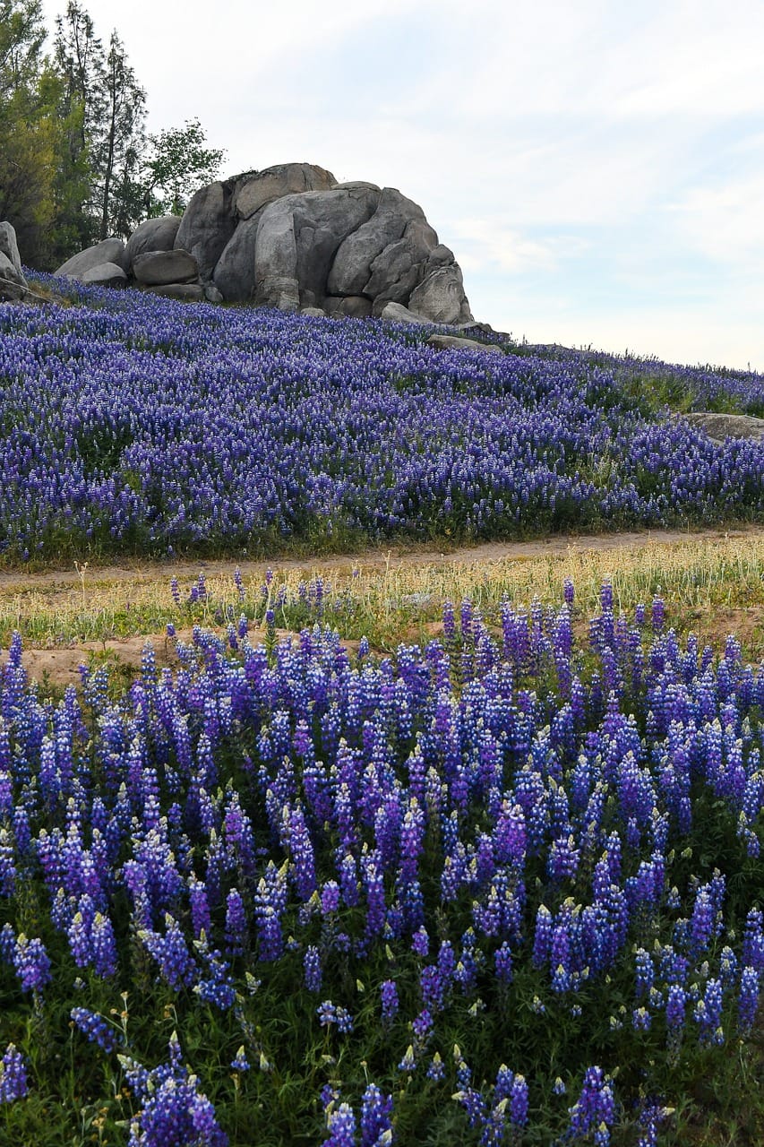 lupine-7123986_1280