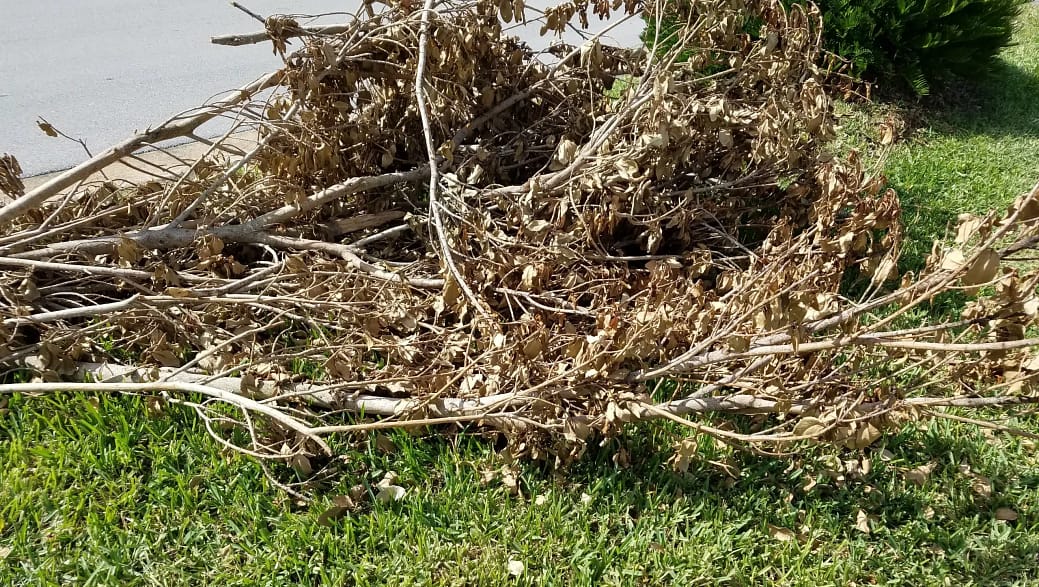 636558563546602925-Yard-debris