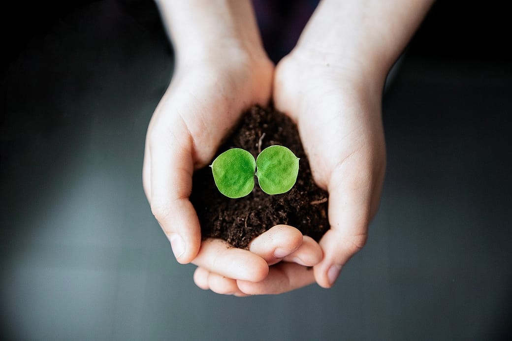 seedling-7472384_1280 Plants support