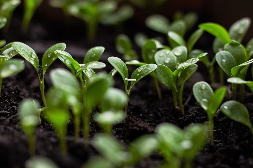 Pests managing Pests managing