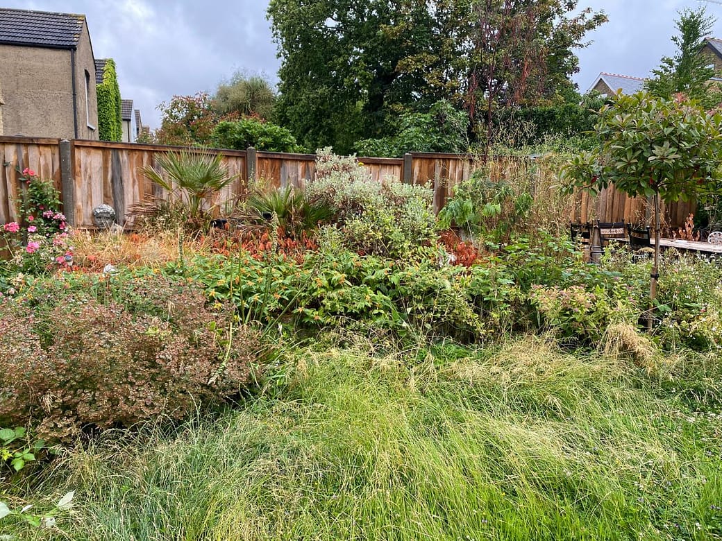 garden-clearance-welling garden clearance Welling DA16