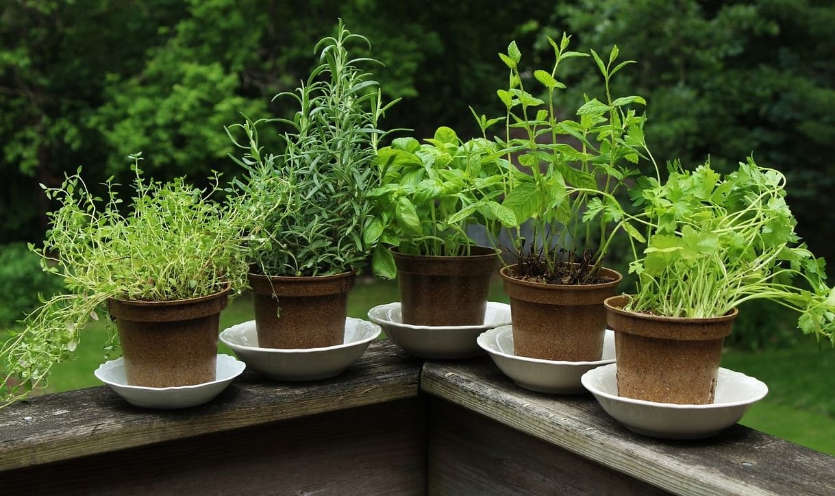 pick-a-sweet-spot-for-your-herb-garden pick a sweet spot for your herb garden