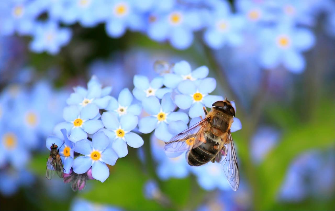 The Benefits of The Bees and Pollinators in Your Garden