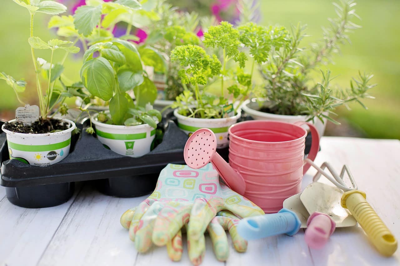 The Best Garden Activities in July