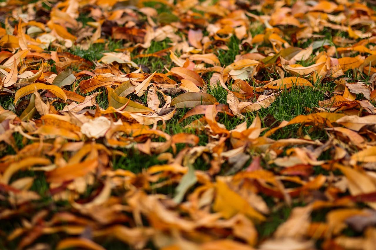 Fallen Leaves in Your Garden