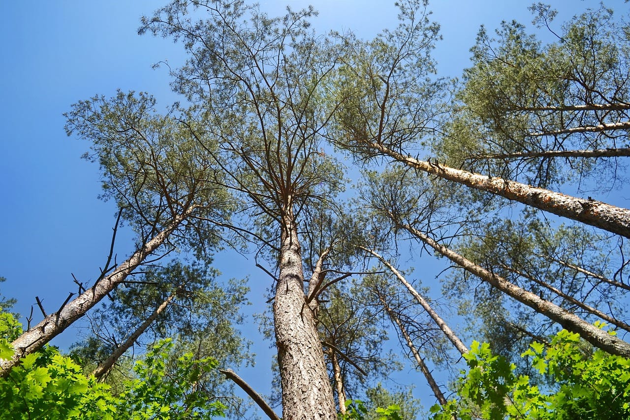 Easy Steps to Handle a Deceased Tree in The Garden