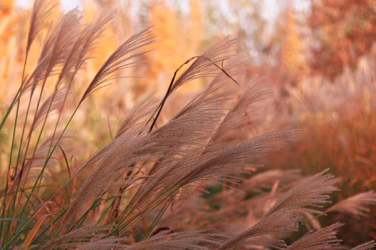 Top 12 Ornamental Grasses to Add Accent in The Garden