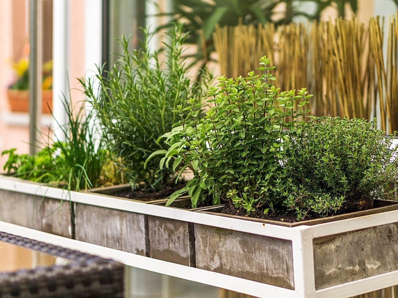 7 Tips to Grow A Herb Garden On a Budget