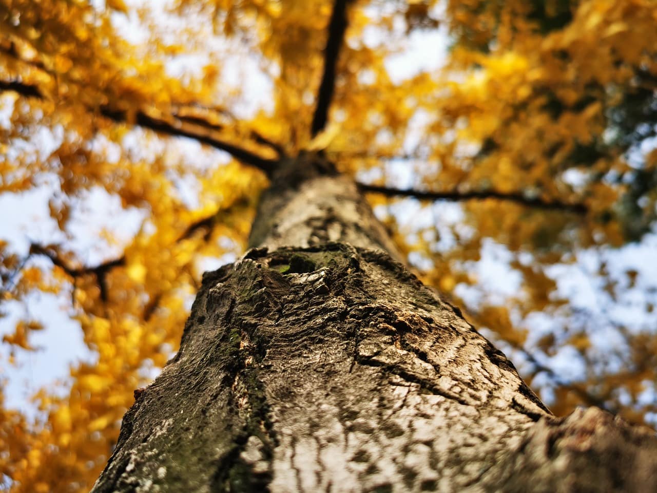 How to Identify Indications of a Dying Tree in Your Garden?