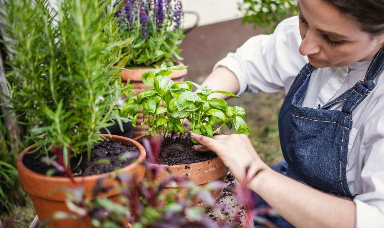 know-what-you-are-planting-and-think-through-the-herb-garden-layout know what you're planting and think through the herb garden layout