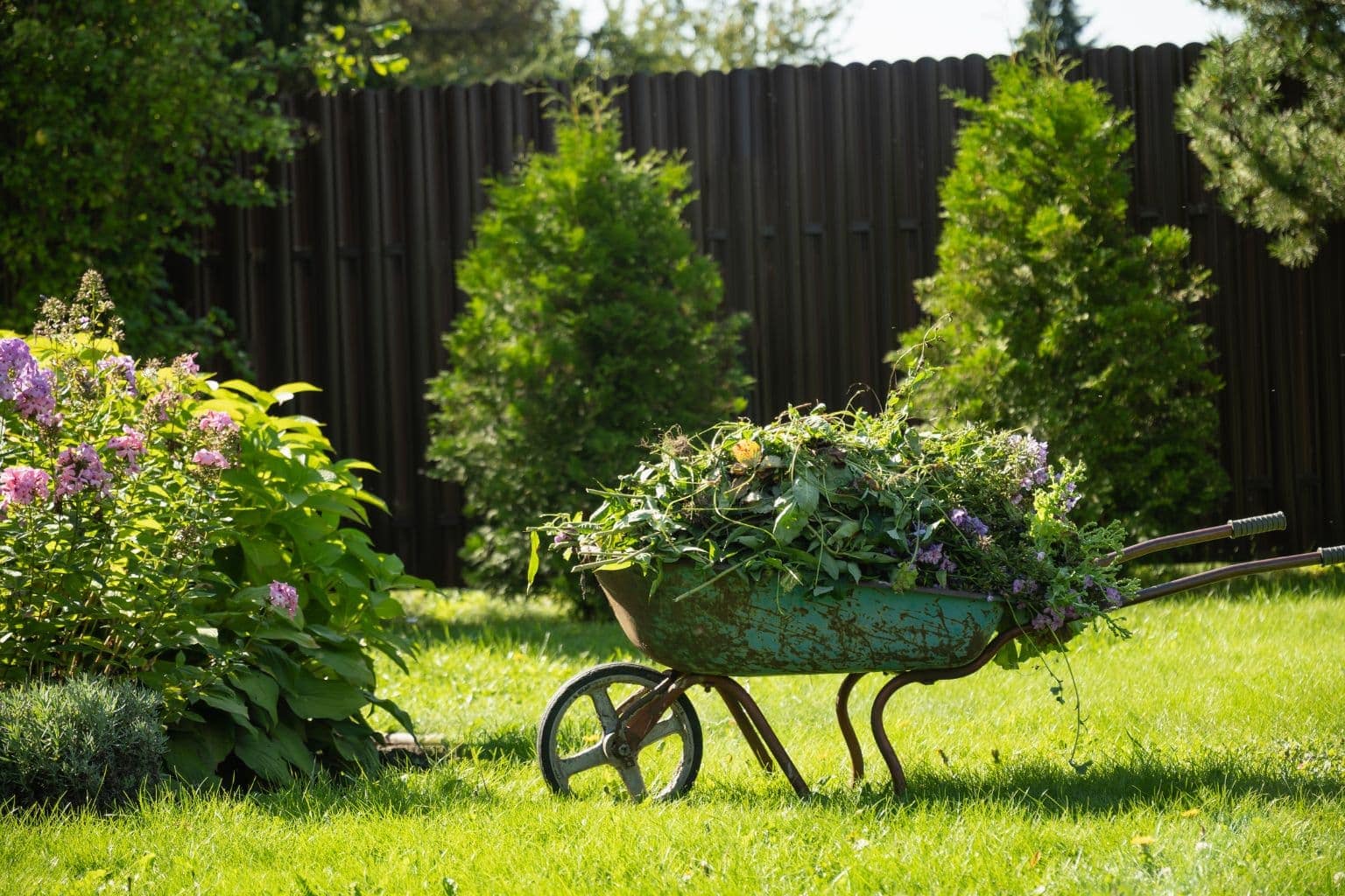 wheelbarrow in a garden