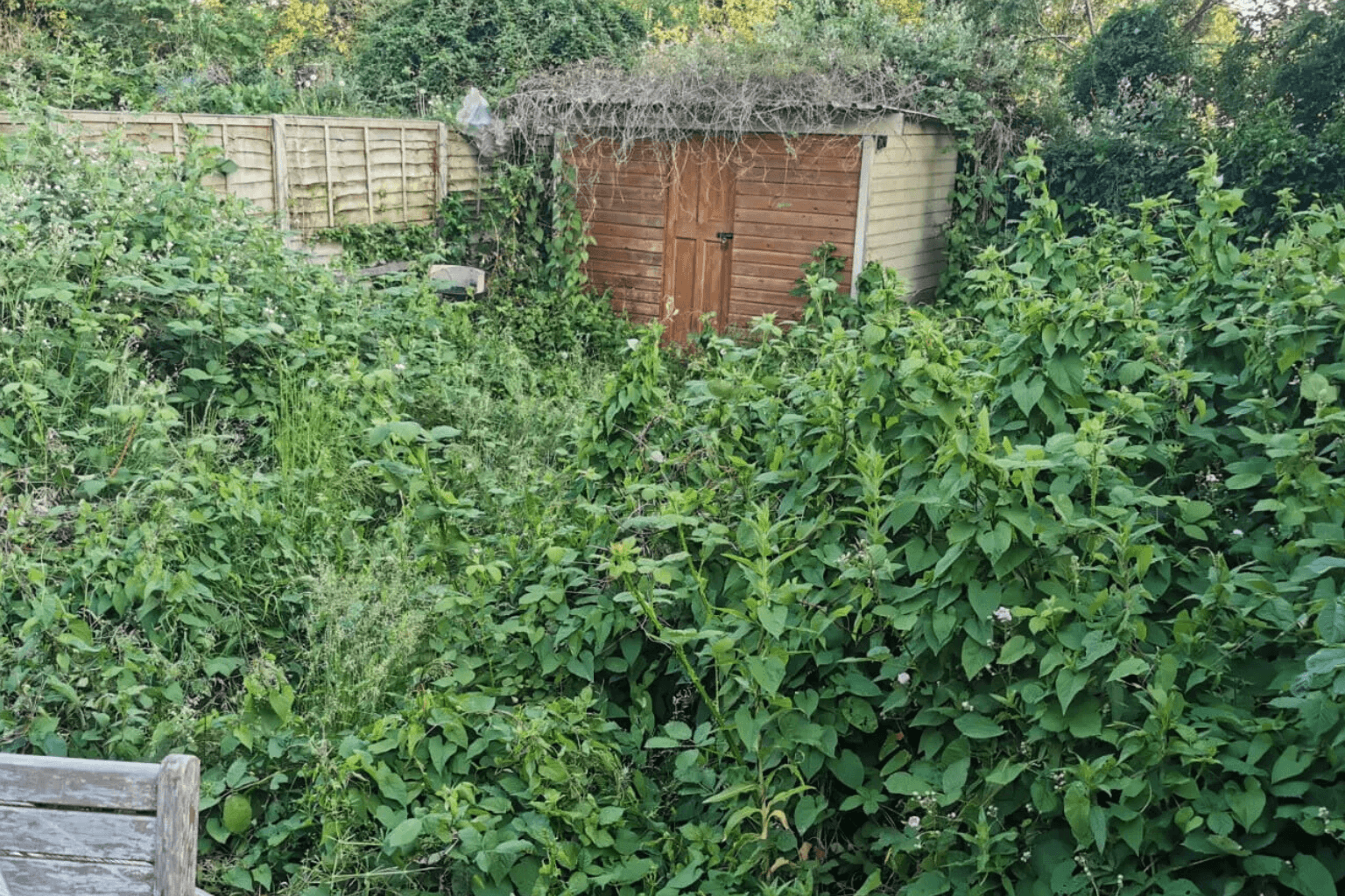 before garden clearance urban gardeners south east london