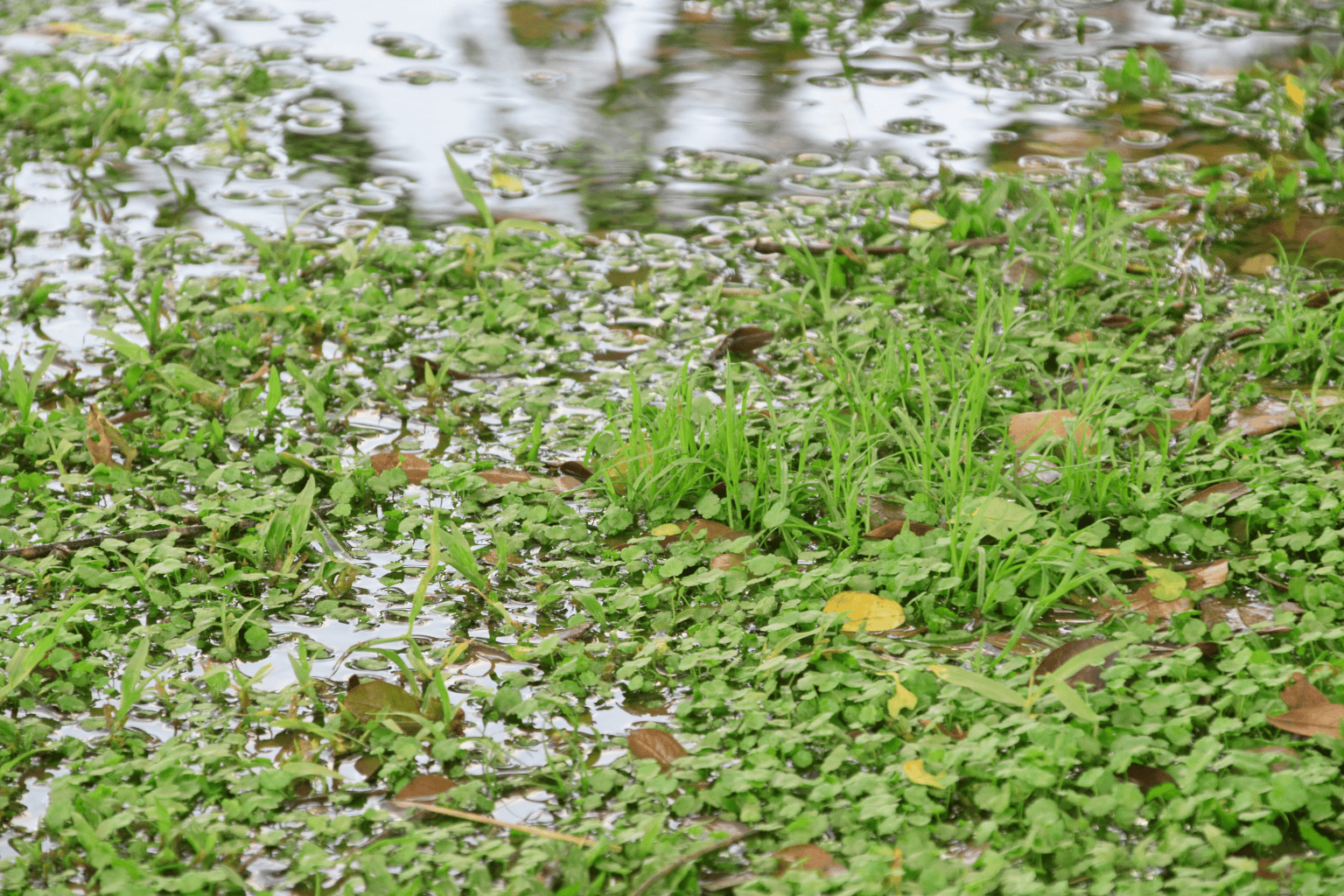 Waterlogged garden in South East London