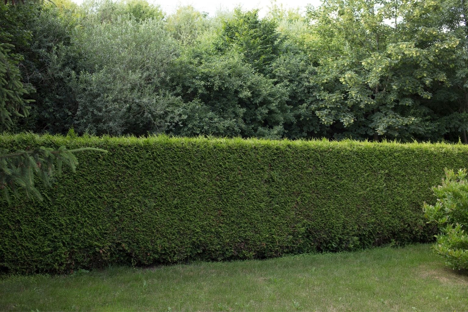hedges in a south east london garden