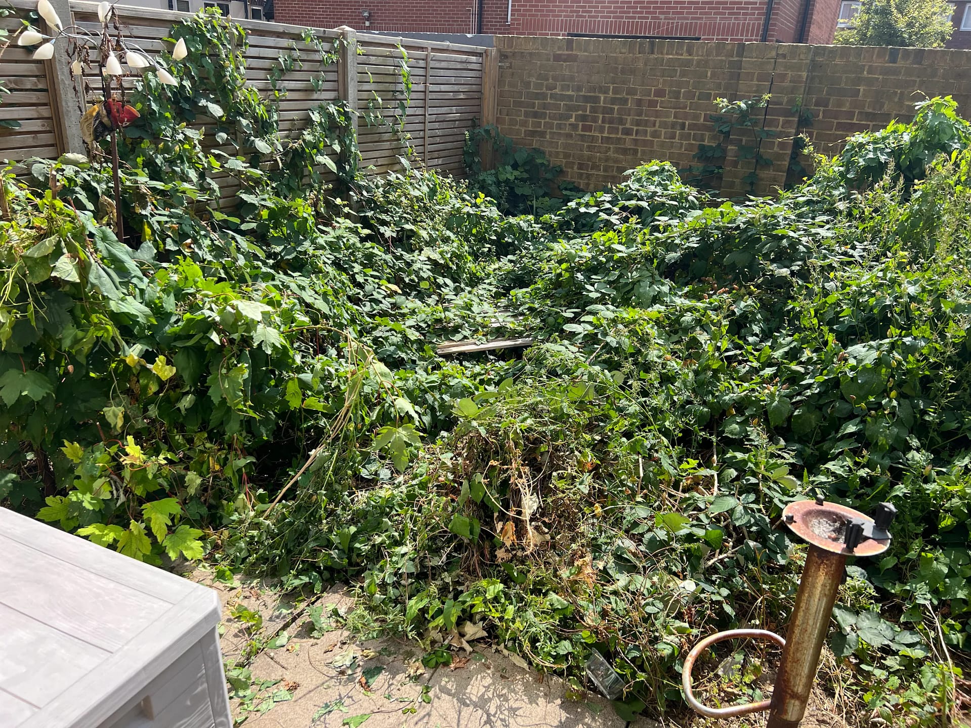 Before garden clearance with Urban Gardeners in South east London