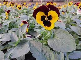 Pansies
