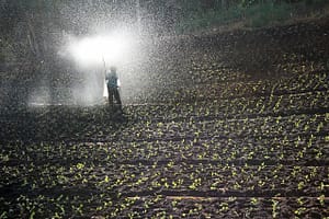 Fertilization – Essential Step After Scarification and Aeration