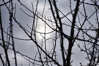 Branches of a Sick Tree Branches of a Sick Tree