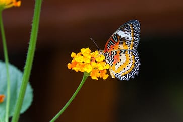 What Are Butterflies? What Are Butterflies?