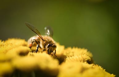 Practical Tips for a Successful Bee Garden Practical Tips for a Successful Bee Garden