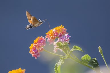 Lantana Lantana