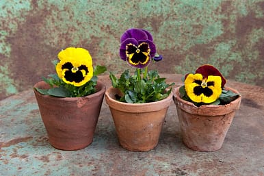 Pansies Pansies