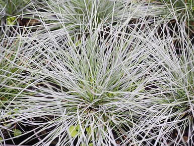 Festuca glauca (Blue Fescue) Ornamental Grasses: Blue Fescue