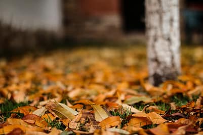 Leaf Coverage Leaf Coverage