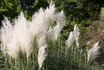 Ornamental Grasses Ornamental Grasses