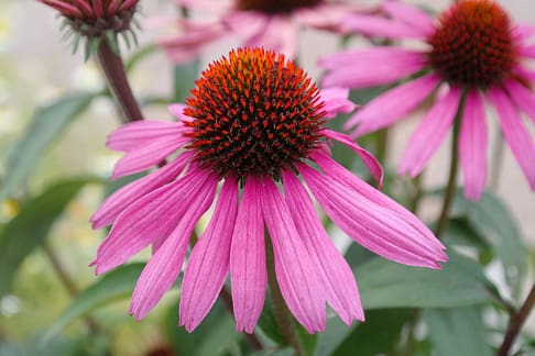 hans-coneflower-223055_1280 Coneflower