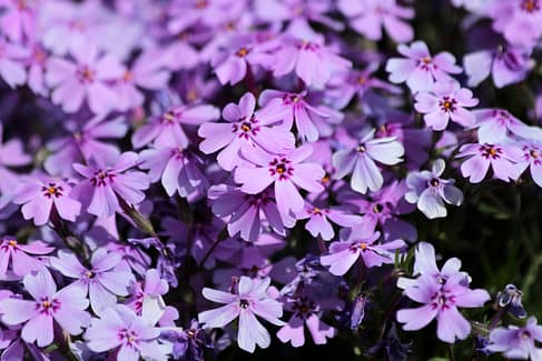 Phlox for Butterflies Phlox for Butterflies