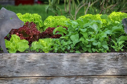 Extended Growing Season With Beds's Method Extended Growing Season With Beds's Method