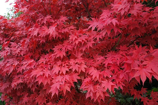 6493990-maple-4612031_1280 Japanese maple
