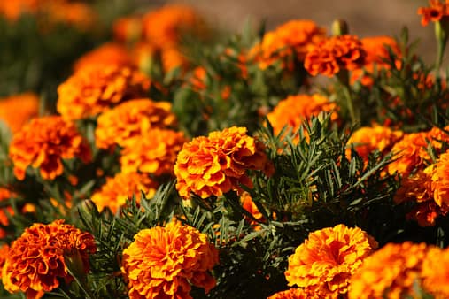 marigold Marigold in a garden