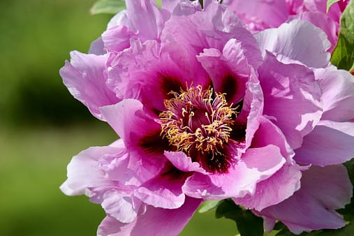 nennieinszweidrei-peony-8760458_1280 Blooming peony