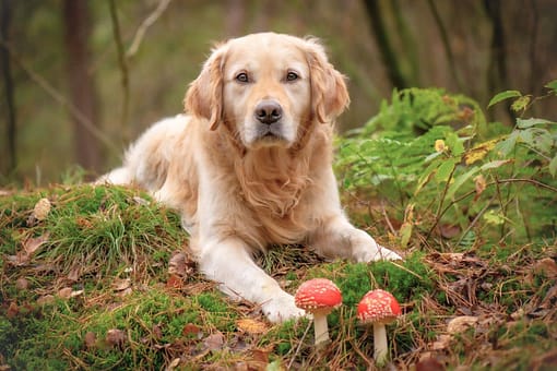 dog with mushrooms dog with mushrooms