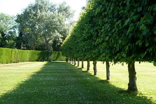 pleached trees pleached trees