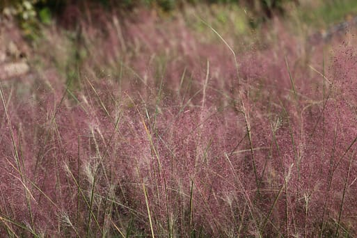 Muhlenbergia capillaris (Pink Muhly Grass) Muhlenbergia capillaris (Pink Muhly Grass)